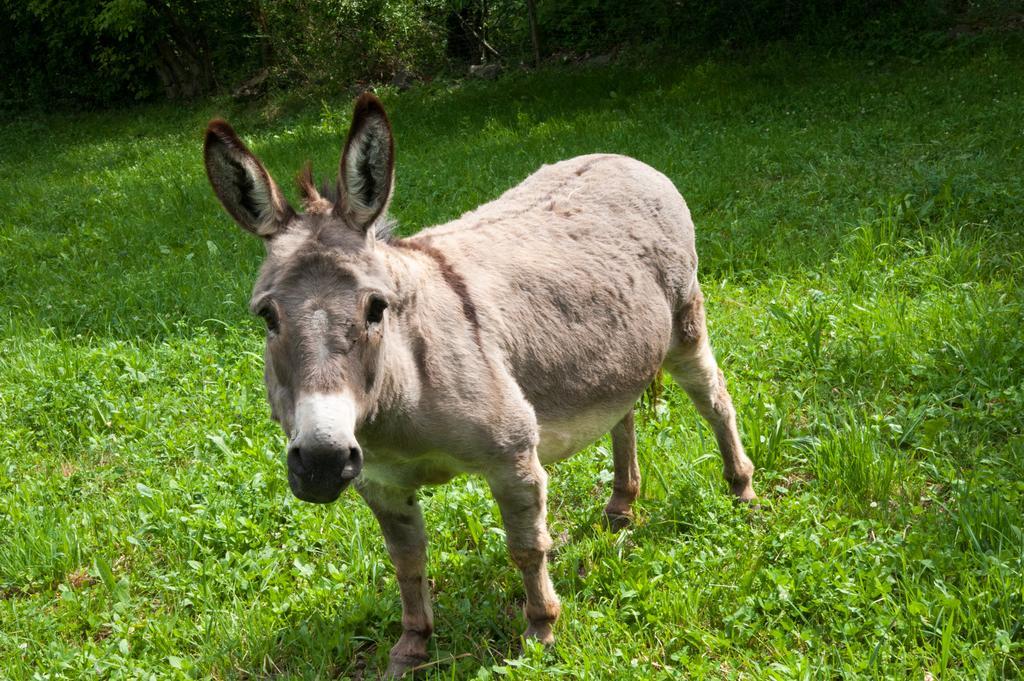 לאיון Ausservogelweiderhof מראה חיצוני תמונה